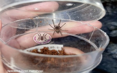 Chilobrachys Electric Blue/ CHILOBRACHYS NATANICHARUM SLING Tarantula